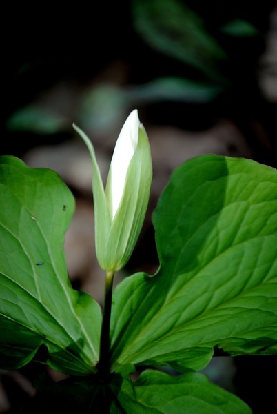 Trillium - Ledge Park in Wisconsin