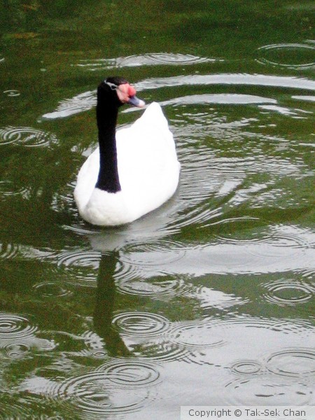 Black-necked Swan = Cygnus melanocoryphus