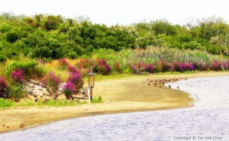 Jamaica Bay Wildlife Refuge, Queens, NY, 8-28-2022