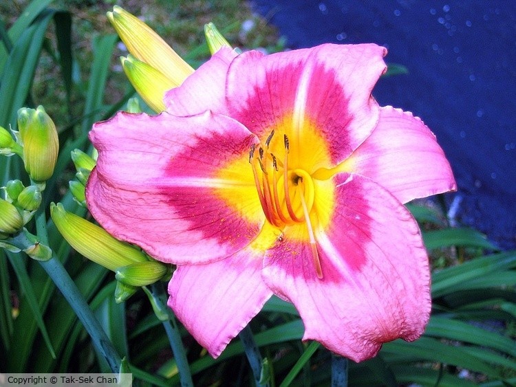 Daylily (Hemerocallis Northport), Weston, MA, 07-18-2008