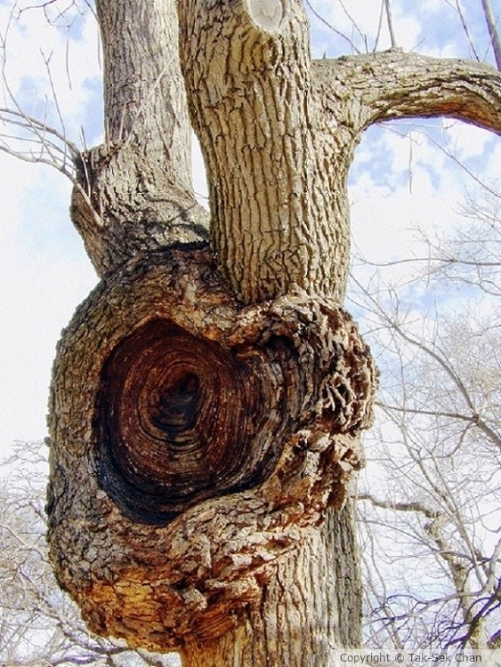 Deformed Bark, Central Park, NYC 02-19-2017