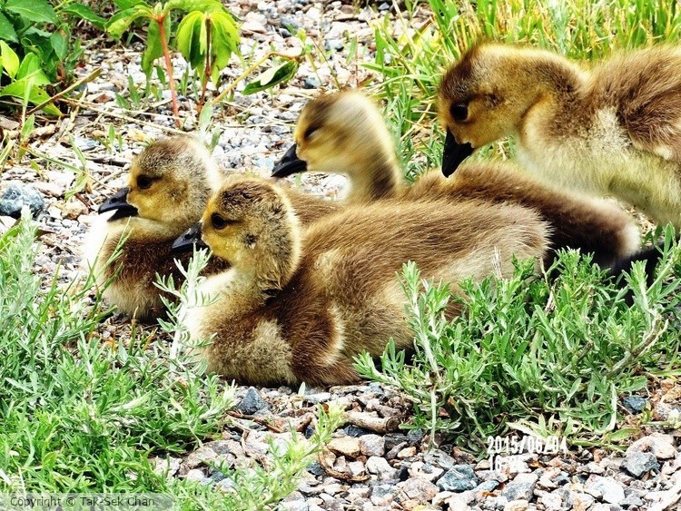 Four Canada Goslings resting together, Jamaica Bay, NYC 05-24-2015