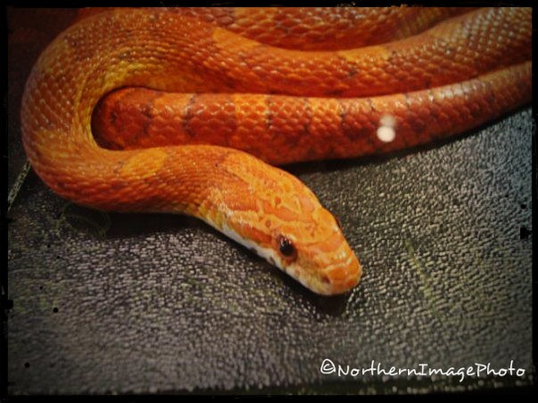 Cornsnake