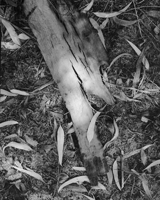 Eucalyptus Leave and Bark