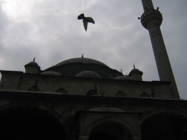 IMG 4408