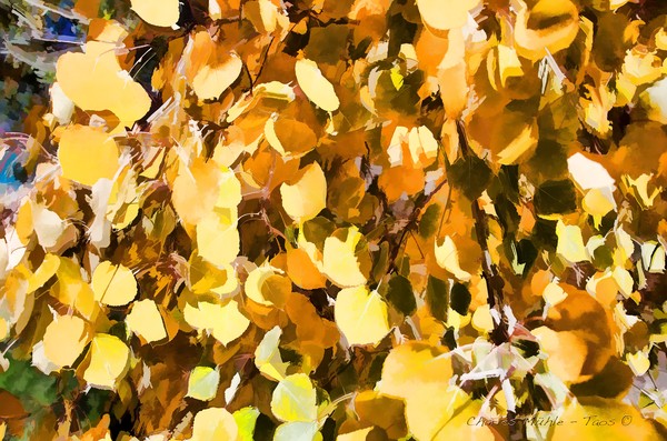 Aspen Gold IV