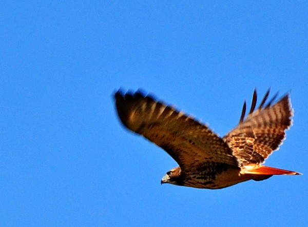 RED-TAILED IN FLIGHT