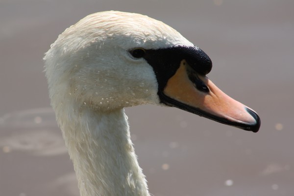 Swan