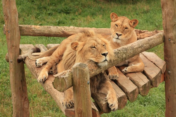 Lions at the Zoo