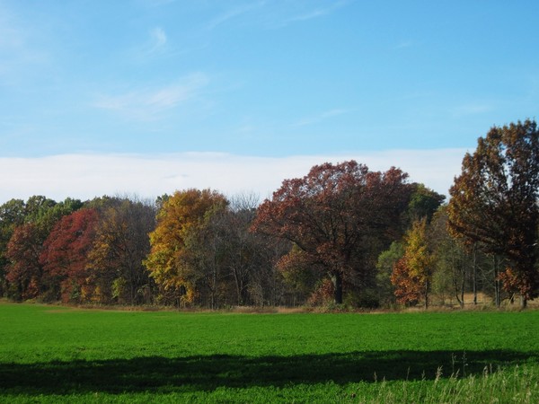 Where the field meets the woods