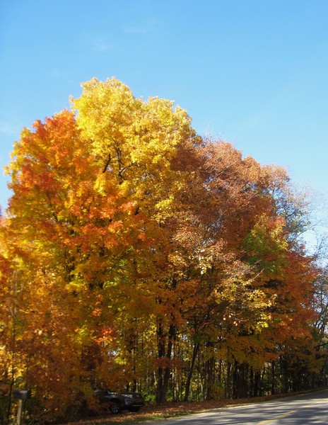 The last of the pretty autumn