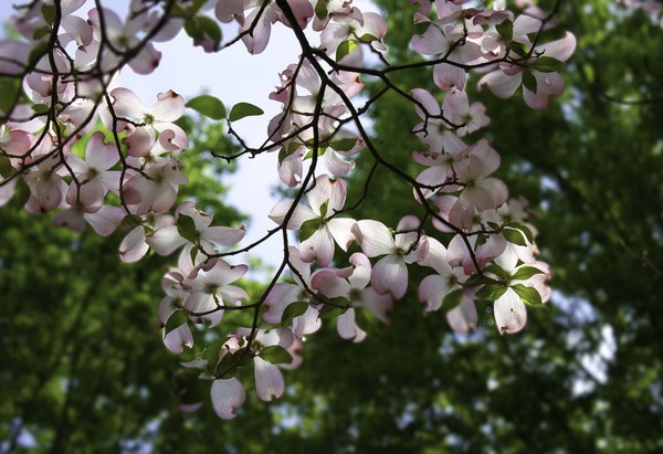 Pink Dogwood