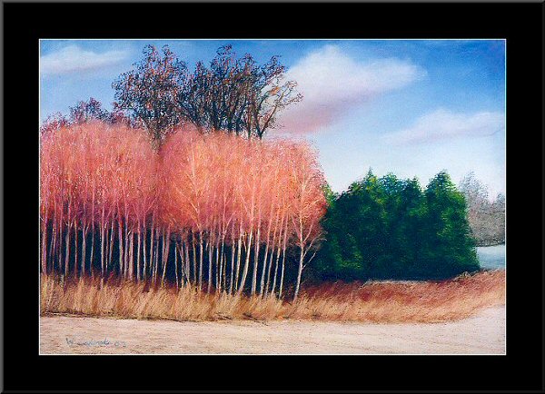 Winter Birch