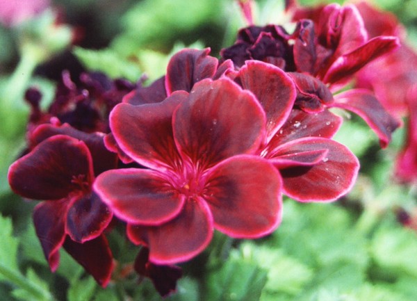 Dark Pink