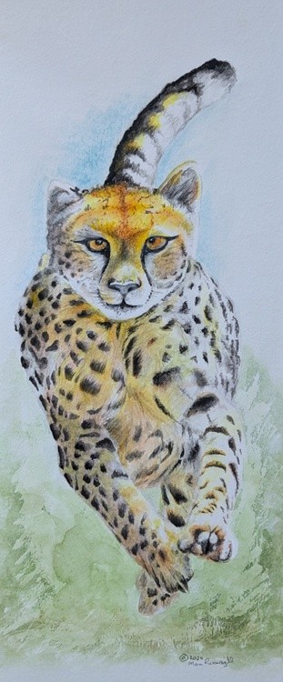 Running Cheetah