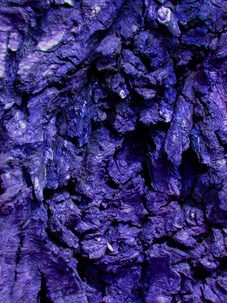bark 01