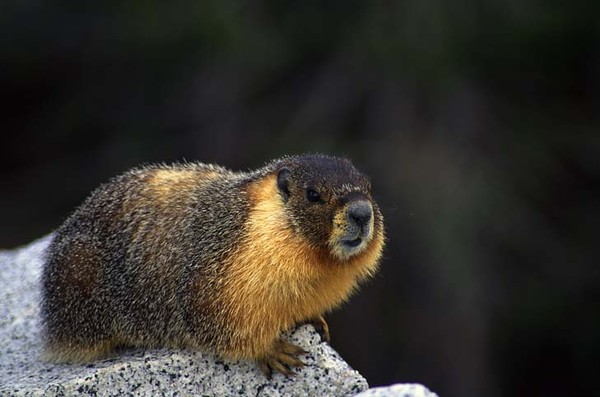 California Yellow Bellied Marmot