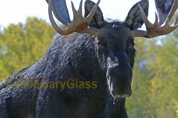 Moose Drool