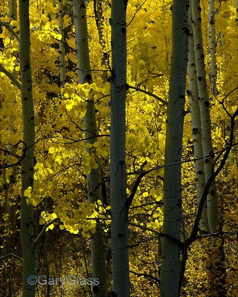 Aspen Gold