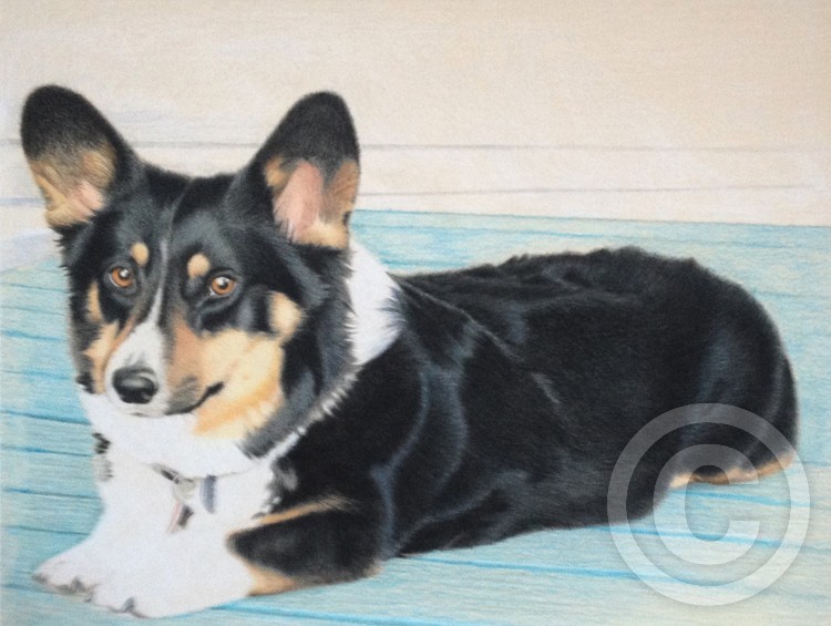 Corgi