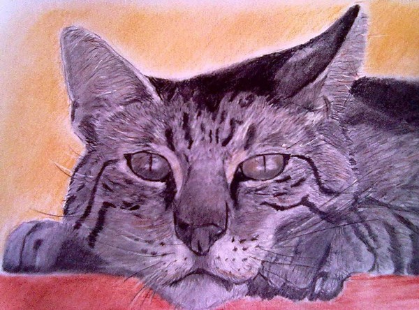 Tabby - Just Relaxing