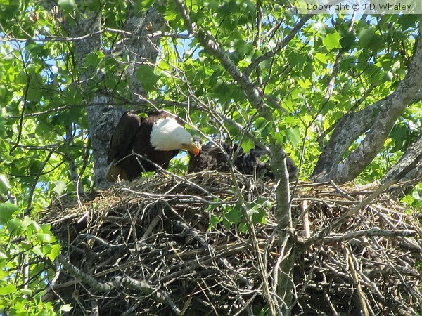 Eagle feeding young 41
