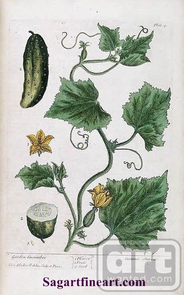 Cucumber