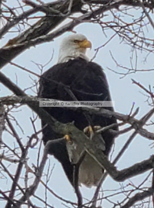 Bald Eagle Protects his young