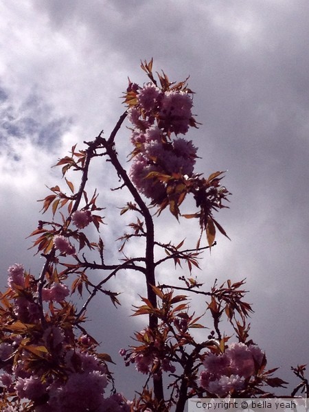 cherry storm