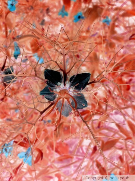 love-in-a-mist, tinkered