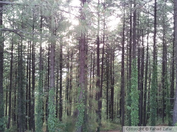 Bhurban forest, Punjab, Pakistan.
