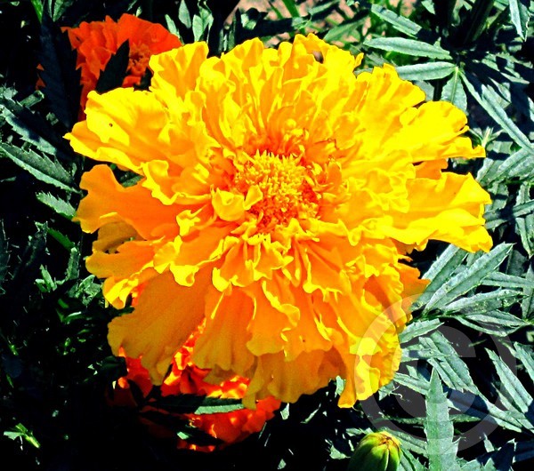 Yellow flower