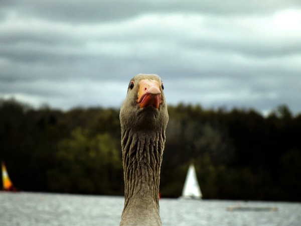 Greylag Goose 3