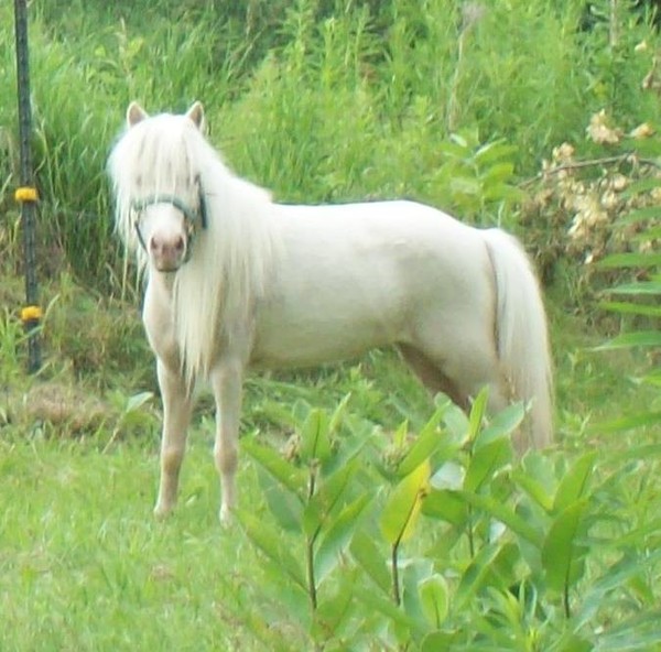 Bella~A Beautiful Miniature Horse