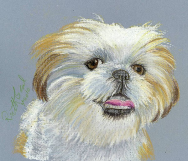 Shih Tzu in Pastel