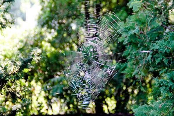 The web