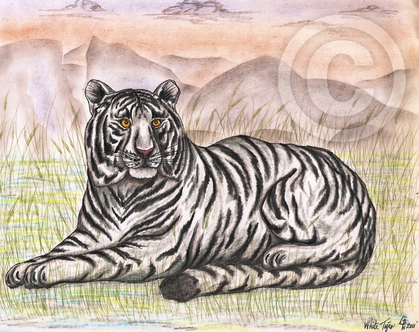 The Powerful White Tiger Original Drawing