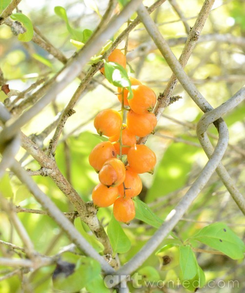outside the garden