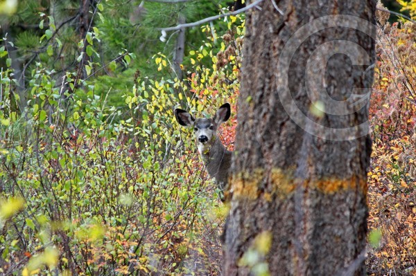 Peek a Boo