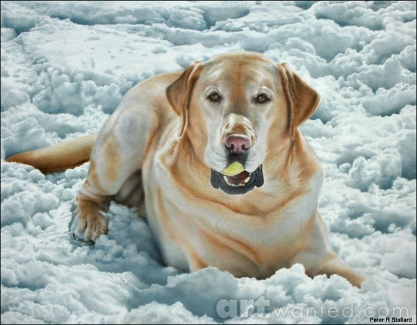 BUCKIE Commissioned dog portrait