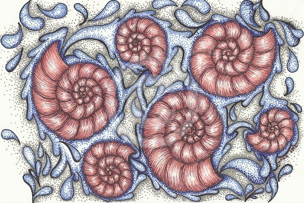 ShellsandWater