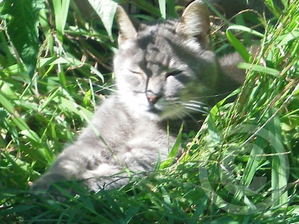 Ocho relaxing in the tomato garden!....xoxo