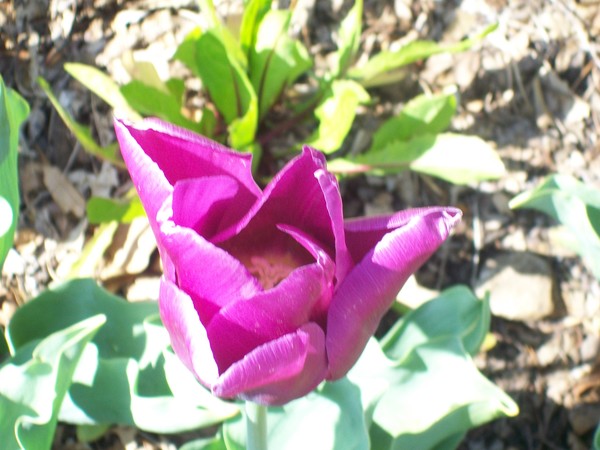 Purple Tulip