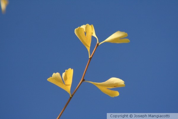 Leaves in Fall
