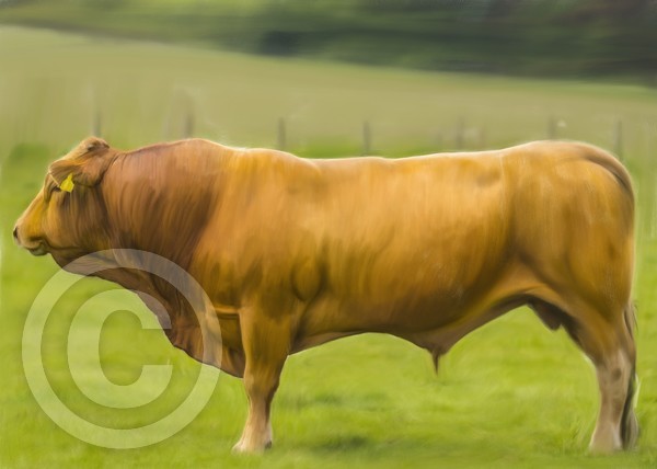Oil Painted Limousin Bull