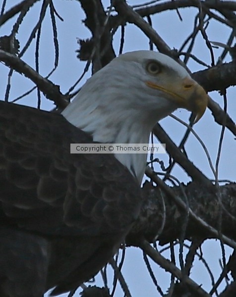 Bald Eagle