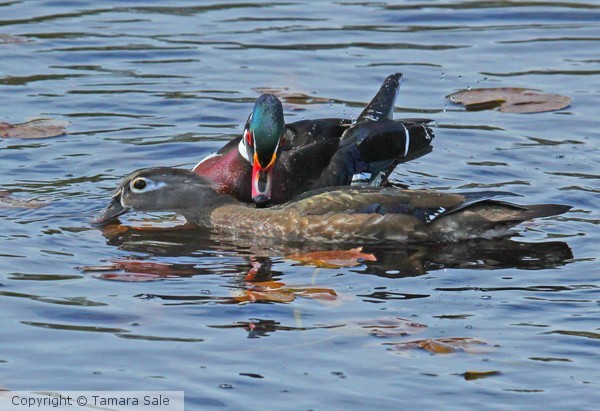 Wood Ducks Courting