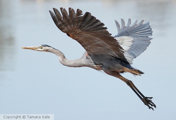 Heron in Flight