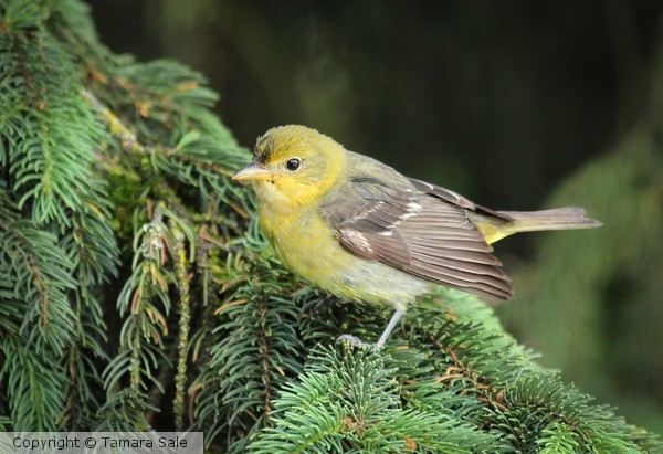 Young Yellow Warbler