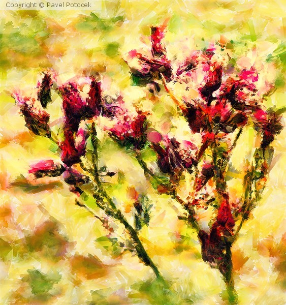 Thistles